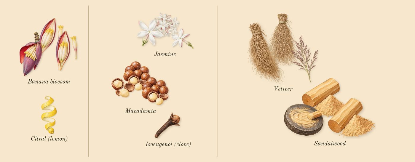 Daisy Wild’s scent picture, a draft: banana blossom, jasmine, macadamia, sandalwood, vetiver, citral (lemon) drawn so far; dashed outlines where nothing is drawn yet