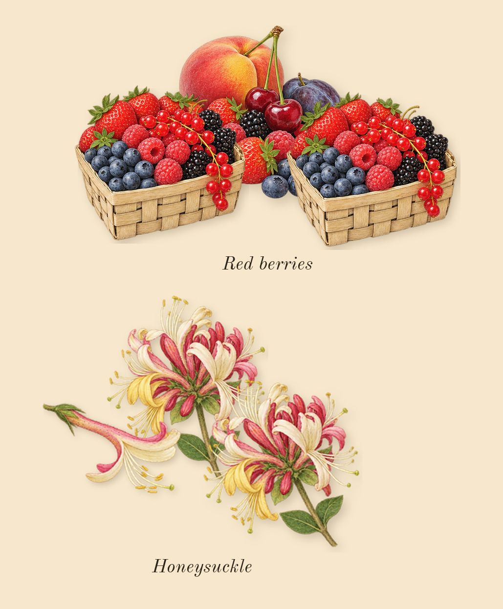 Dot, top notes: Red berries, Honeysuckle