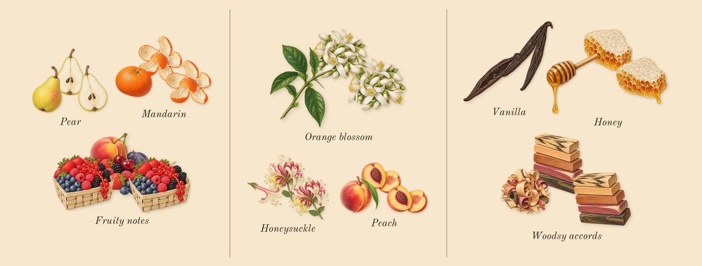 Honey’s scent picture, a draft: pear, mandarin, fruity notes, honeysuckle, orange blossom, peach drawn so far; dashed outlines where nothing is drawn yet