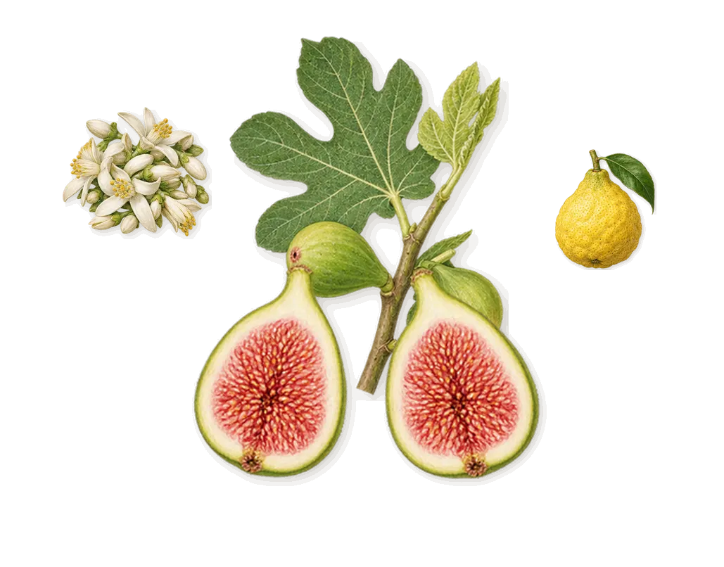 Perfect Absolute, when you spray it: Fig, Bergamot, Bitter orange