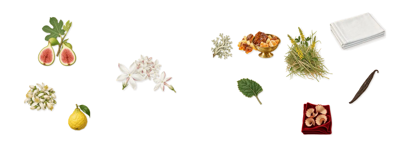 Perfect Absolute’s scent picture, a draft: fig, jasmine, amber, bergamot, patchouli, oakmoss drawn so far; dashed outlines where nothing is drawn yet