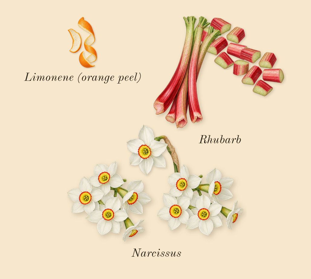 Perfect, top notes: Rhubarb, Narcissus, Limonene (orange peel)