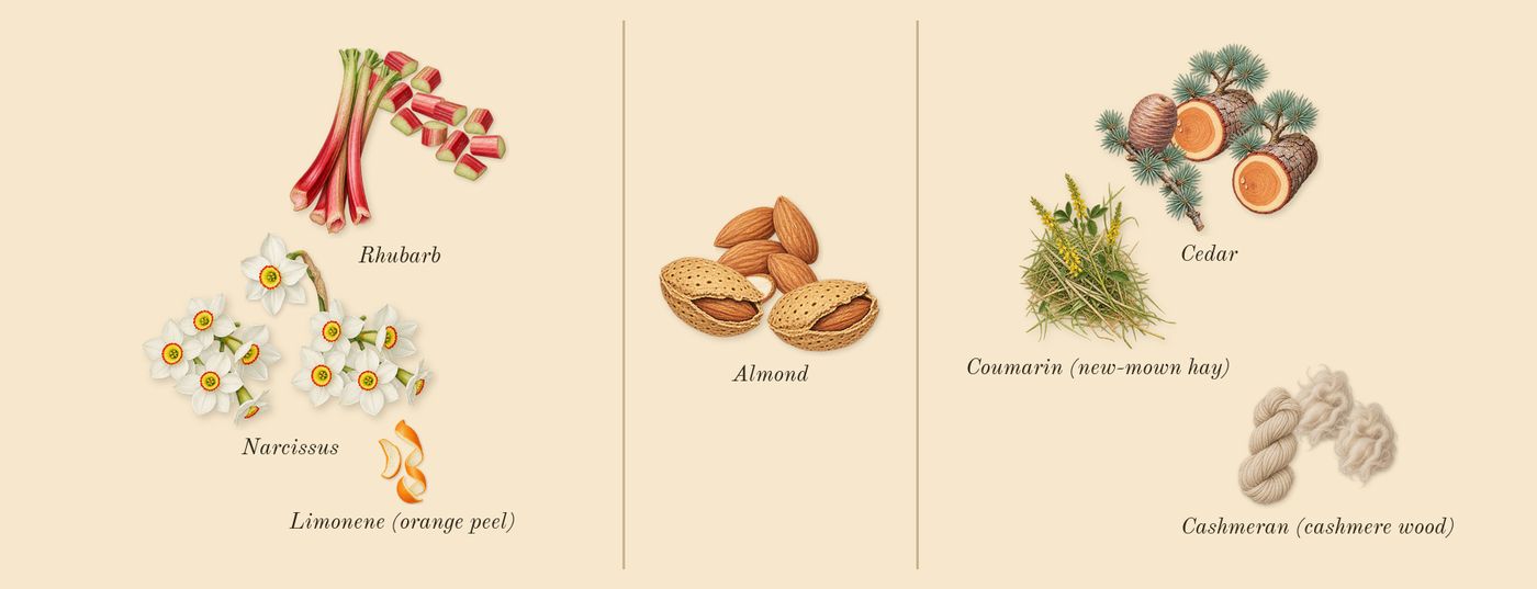 Perfect’s scent picture, a draft: rhubarb, narcissus, almond, cashmeran (cashmere wood), cedar, coumarin (new-mown hay) drawn so far; dashed outlines where nothing is drawn yet