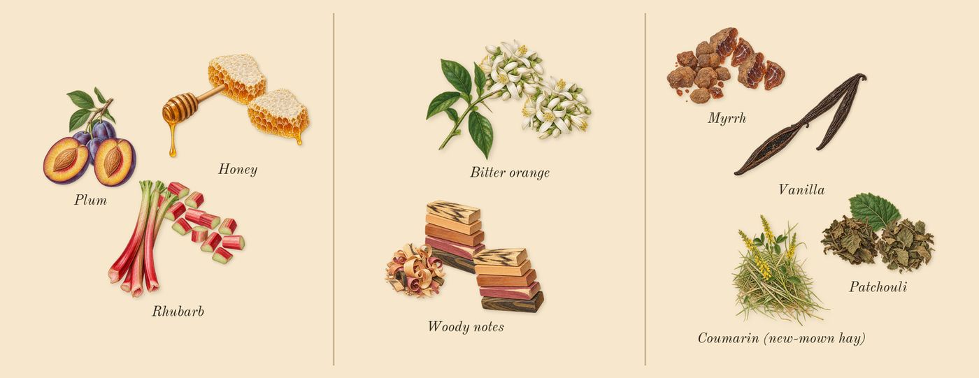 Perfect Elixir’s scent picture, a draft: rhubarb, plum, honey, woody notes, bitter orange, vanilla drawn so far; dashed outlines where nothing is drawn yet
