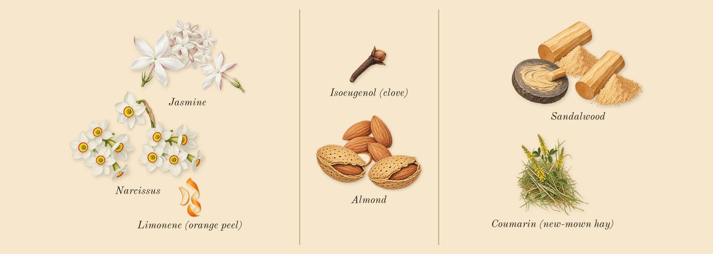 Perfect Intense’s scent picture, a draft: narcissus, jasmine, almond, sandalwood, coumarin (new-mown hay), limonene (orange peel) drawn so far; dashed outlines where nothing is drawn yet