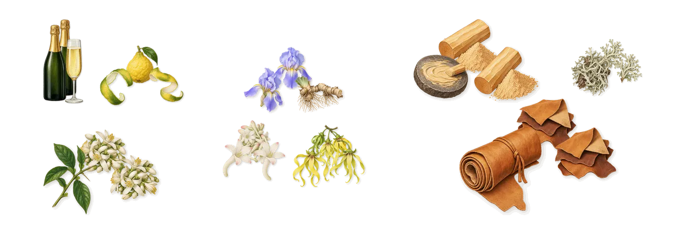 L'Attesa’s scent picture, a draft: bergamot, bitter orange, champagne, iris, tuberose, ylang-ylang drawn so far; dashed outlines where nothing is drawn yet