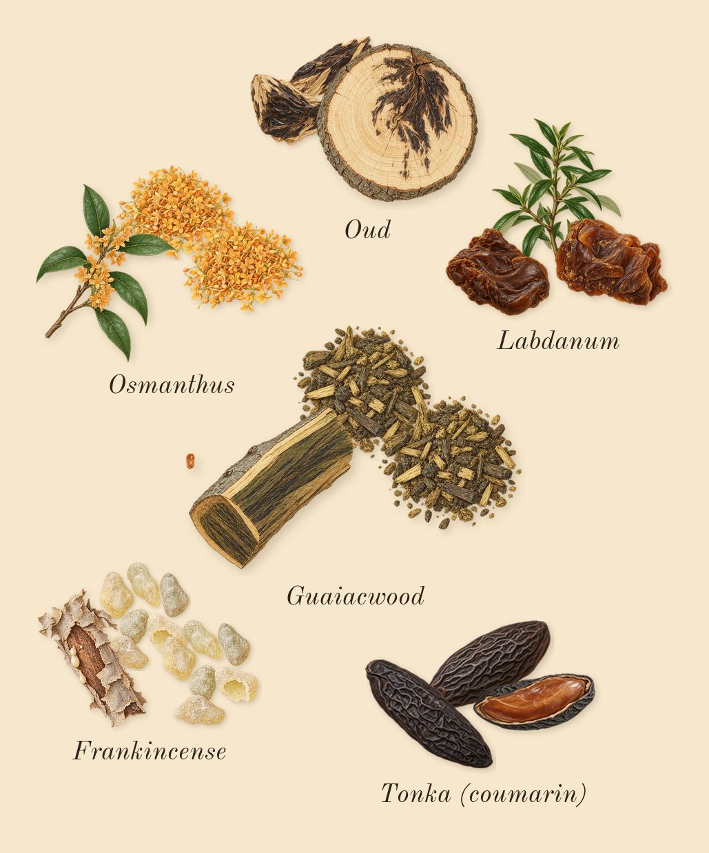Material, dry-down: Guaiacwood, Oud, Osmanthus, Frankincense, Labdanum, Tonka (coumarin)