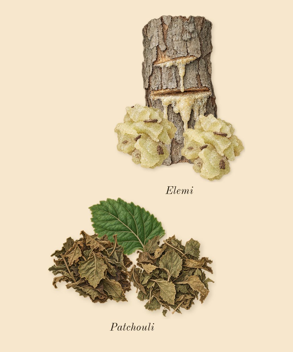 Material, top notes: Elemi, Patchouli
