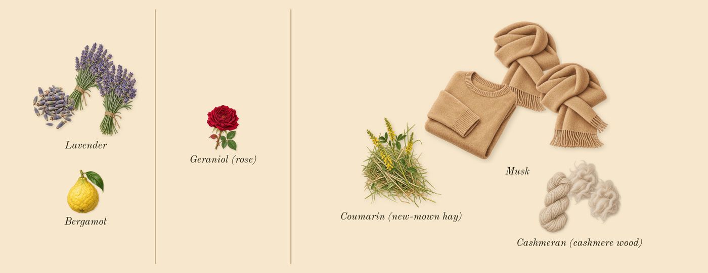Metal Lavender’s scent picture, a draft: lavender, cashmeran (cashmere wood), musk, bergamot, coumarin (new-mown hay), geraniol (rose) drawn so far; dashed outlines where nothing is drawn yet