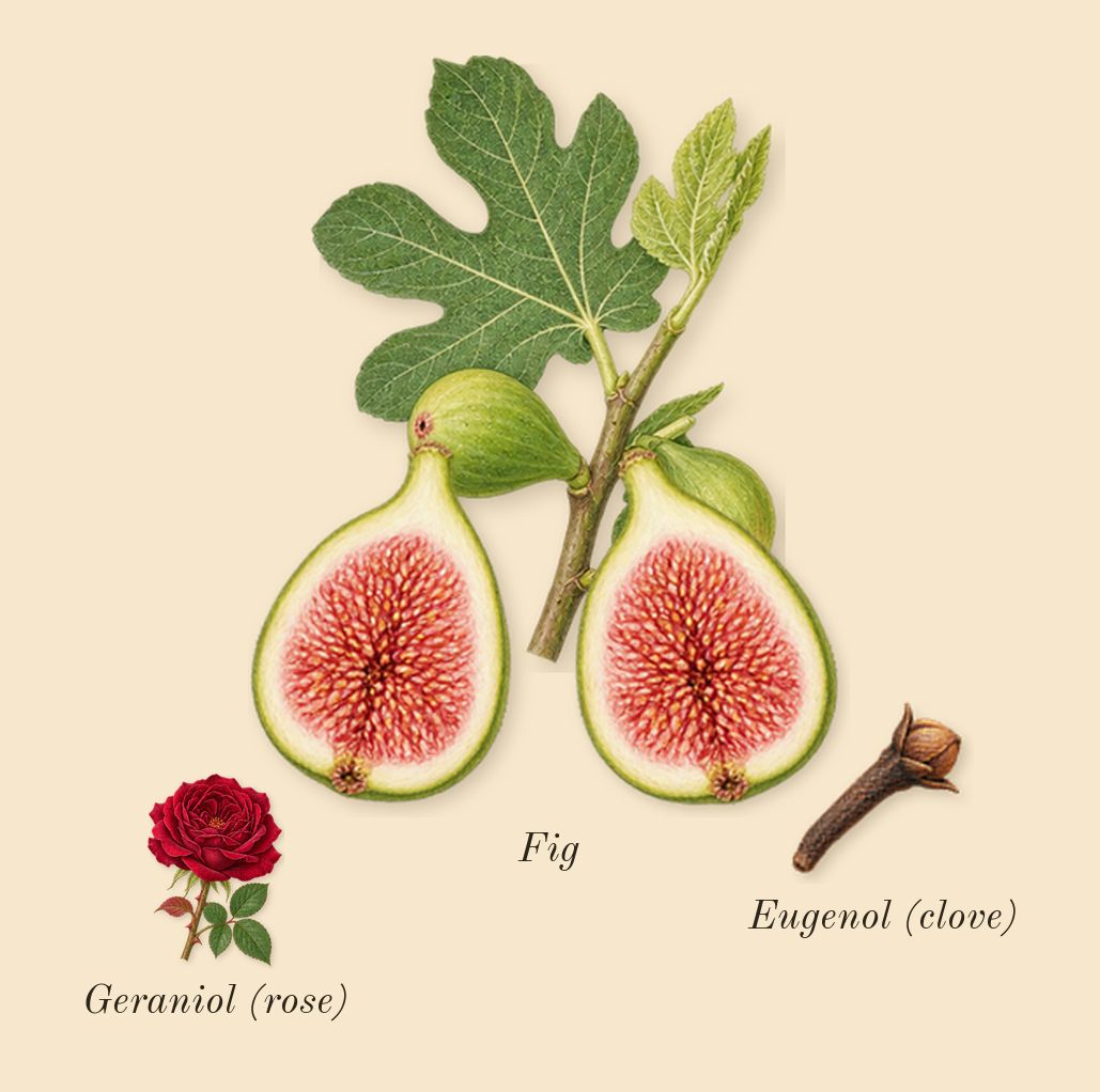 Parisian Musc, heart: Fig, Geraniol (rose), Eugenol (clove)