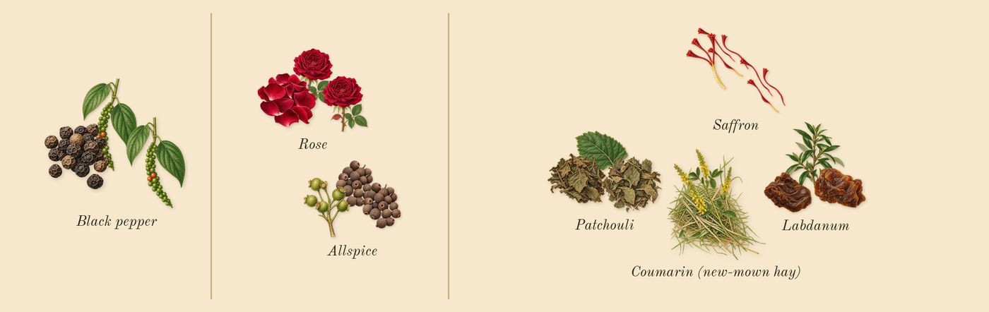 Radical Rose’s scent picture, a draft: rose, saffron, black pepper, patchouli, labdanum, allspice drawn so far; dashed outlines where nothing is drawn yet