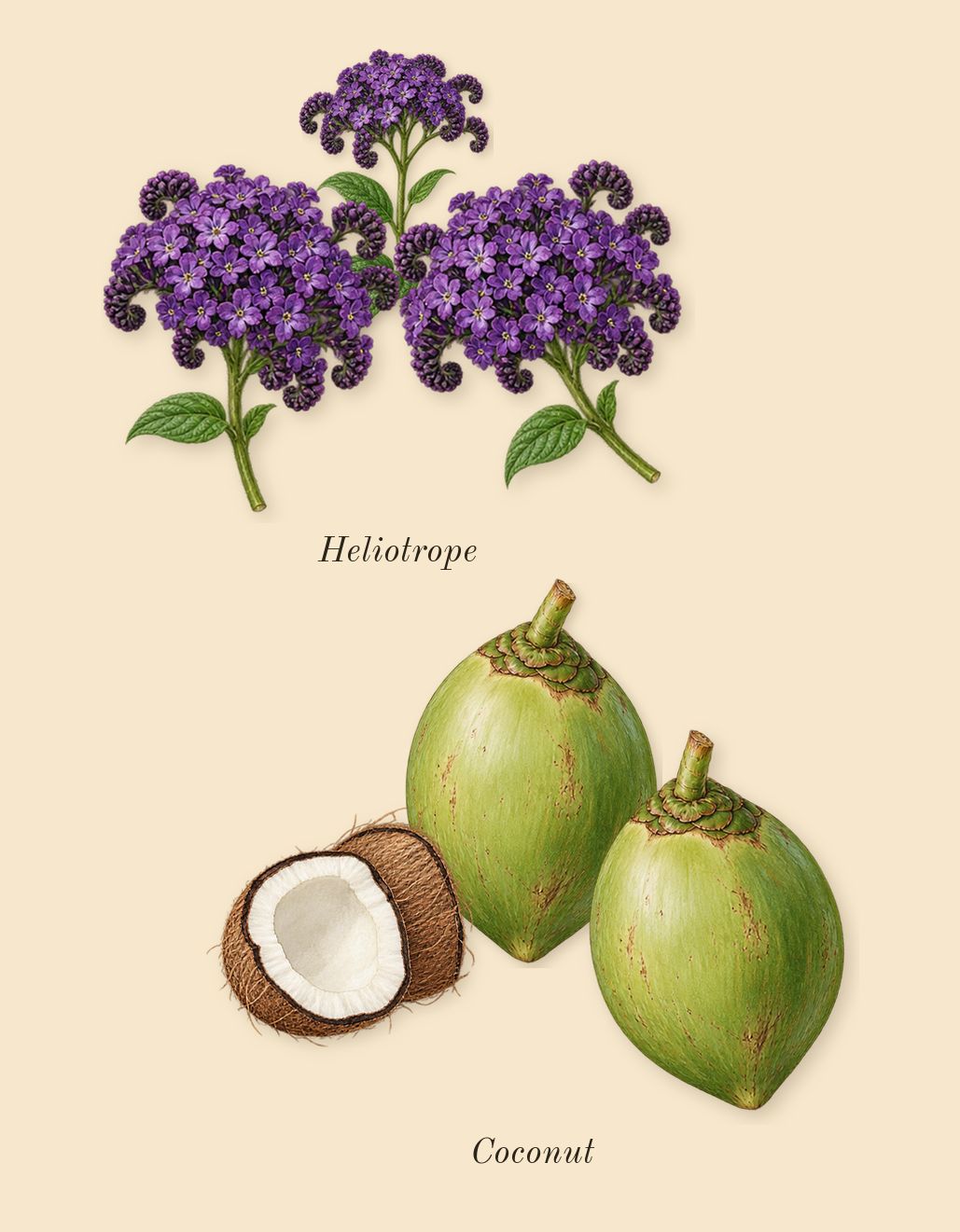 Vanilla Powder, heart: Coconut, Heliotrope