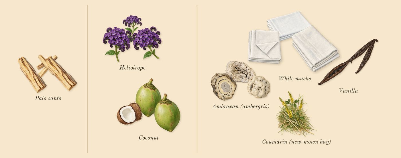 Vanilla Powder’s scent picture, a draft: vanilla, palo santo, coconut, white musks, heliotrope, ambroxan (ambergris) drawn so far; dashed outlines where nothing is drawn yet
