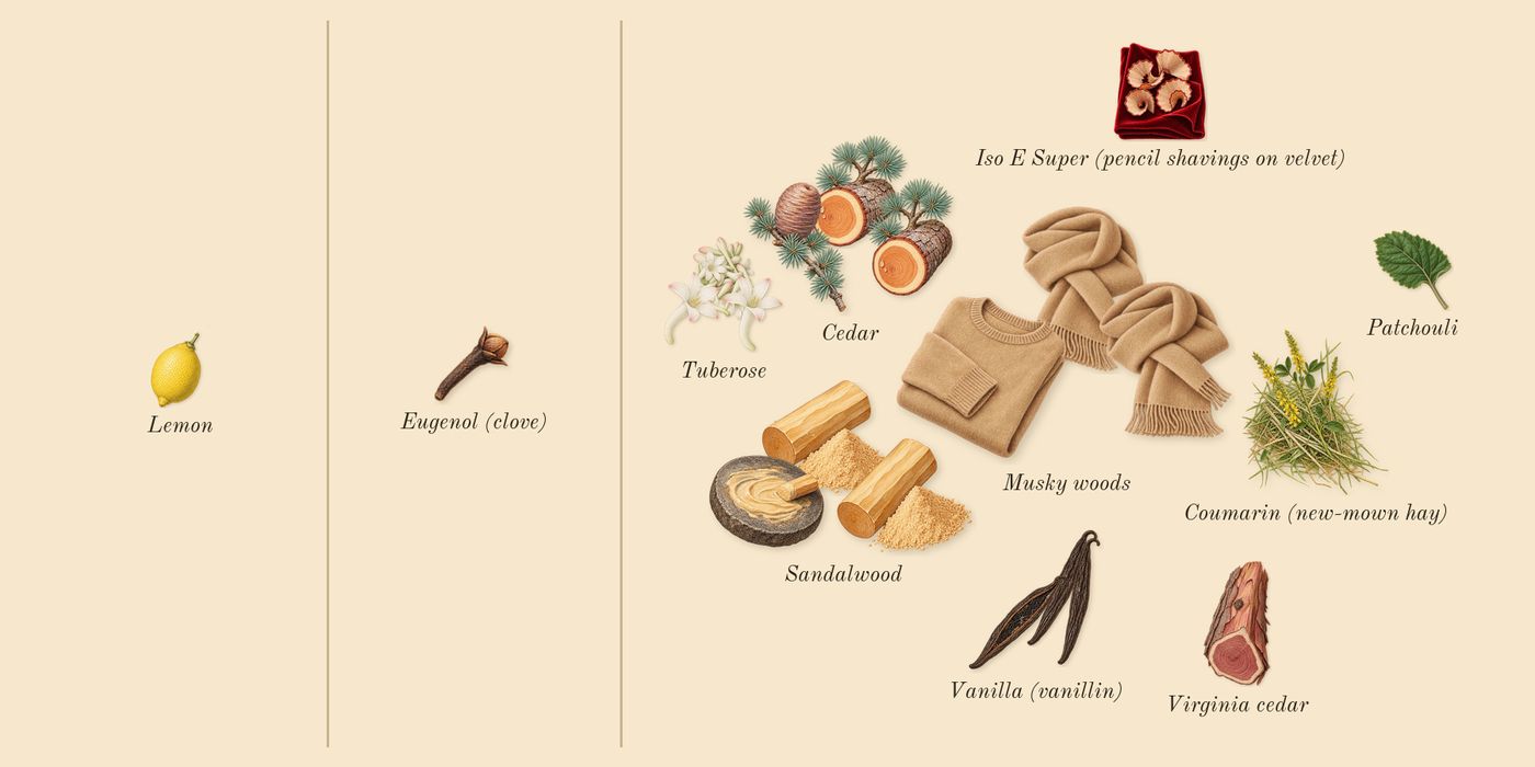Le Parfum’s scent picture, a draft: sandalwood, vanilla (vanillin), tuberose, musky woods, cedar, virginia cedar drawn so far; dashed outlines where nothing is drawn yet