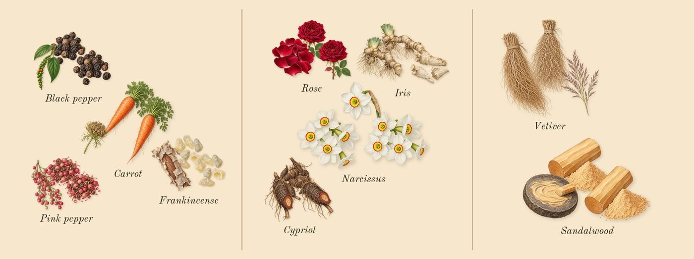 Meander’s scent picture, a draft: frankincense, carrot, pink pepper, black pepper, iris, rose drawn so far; dashed outlines where nothing is drawn yet
