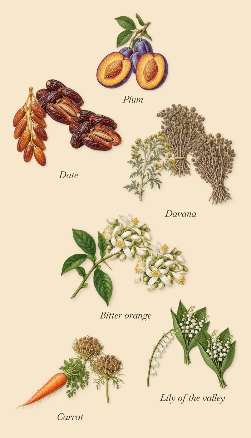 Abu Dhabi, as it settles: Date, Plum, Davana, Carrot, Bitter orange, Lily of the valley