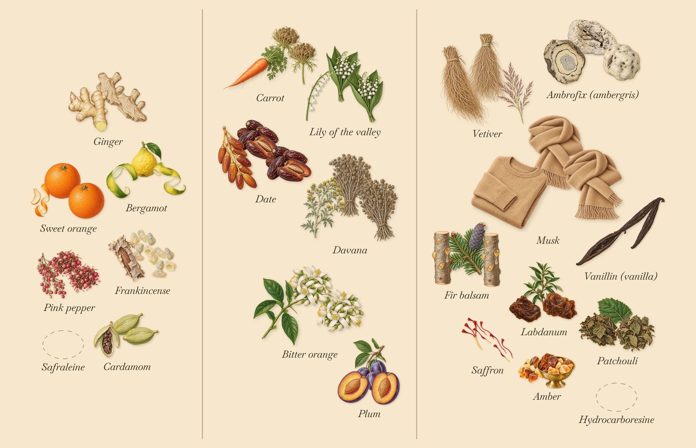 Abu Dhabi’s scent picture, a draft: bergamot, sweet orange, pink pepper, cardamom, ginger, frankincense drawn so far; dashed outlines where nothing is drawn yet