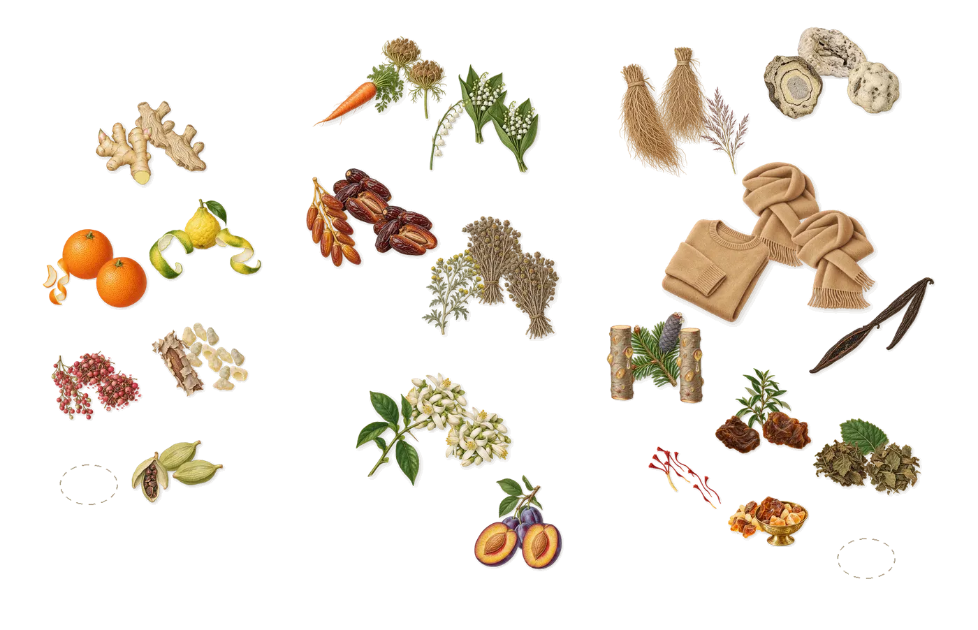 Abu Dhabi’s scent picture, a draft: bergamot, sweet orange, pink pepper, cardamom, ginger, frankincense drawn so far; dashed outlines where nothing is drawn yet