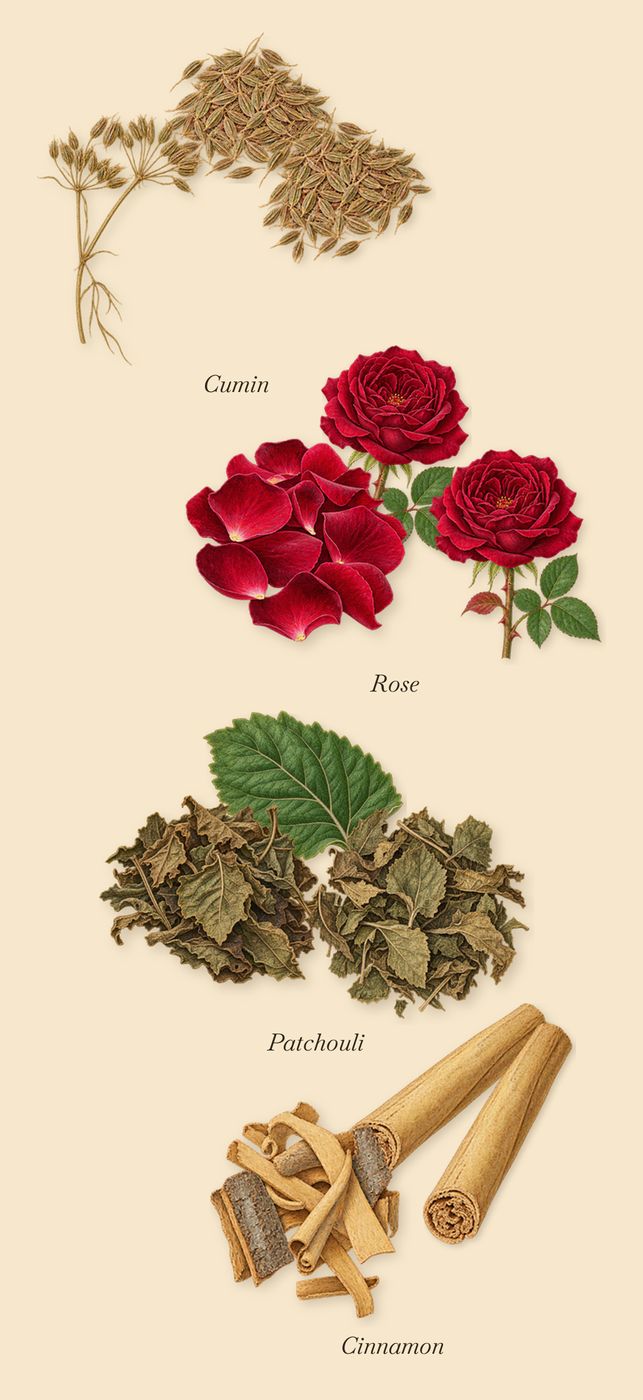 African Leather, as it settles: Rose, Patchouli, Cinnamon, Cumin
