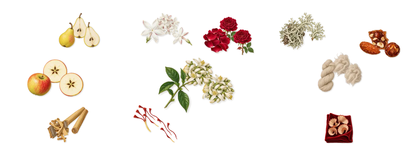 Darling Point’s scent picture, a draft: cinnamon, pear, apple, jasmine, bitter orange, saffron drawn so far; dashed outlines where nothing is drawn yet