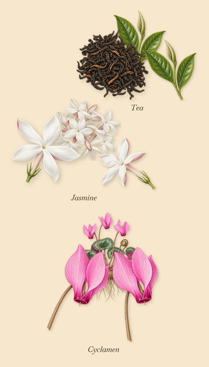 Eau de Memo, as it settles: Jasmine, Tea, Cyclamen