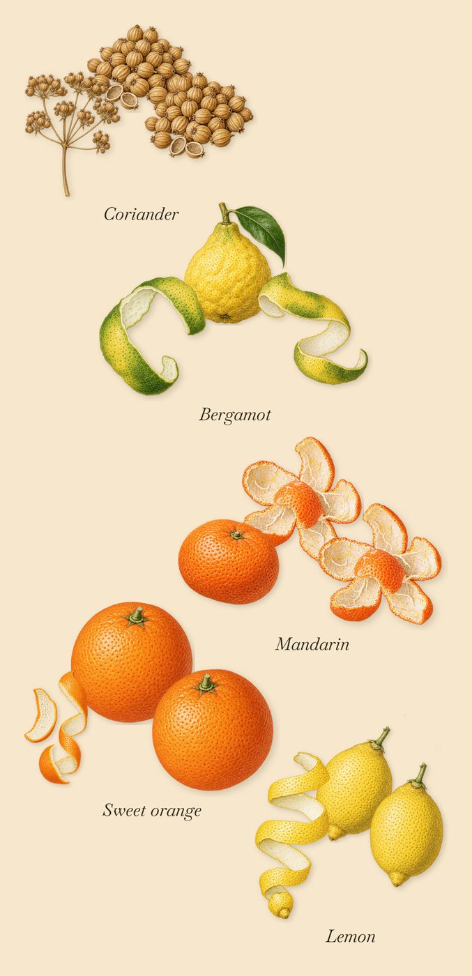 Eau de Memo, when you spray it: Bergamot, Mandarin, Coriander, Sweet orange, Lemon