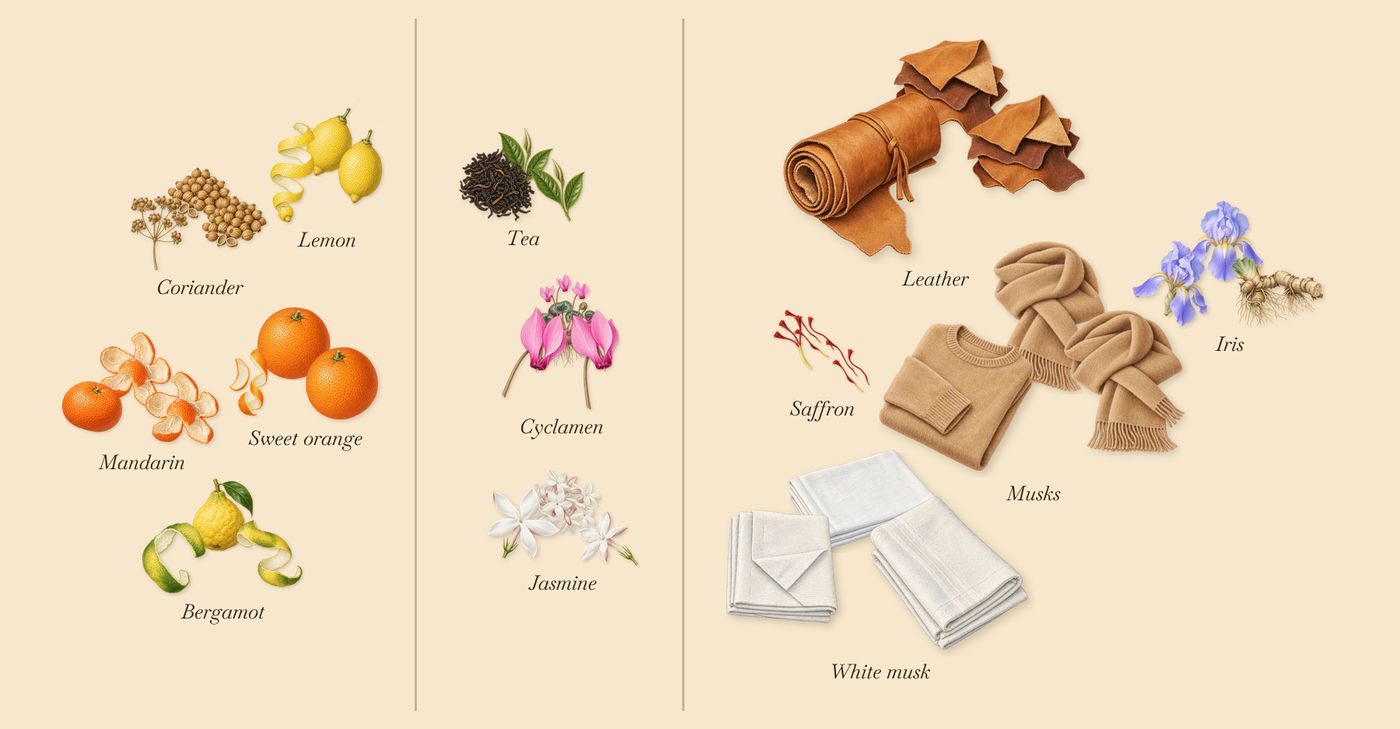 Eau de Memo’s scent picture, a draft: bergamot, mandarin, coriander, jasmine, tea, cyclamen drawn so far; dashed outlines where nothing is drawn yet