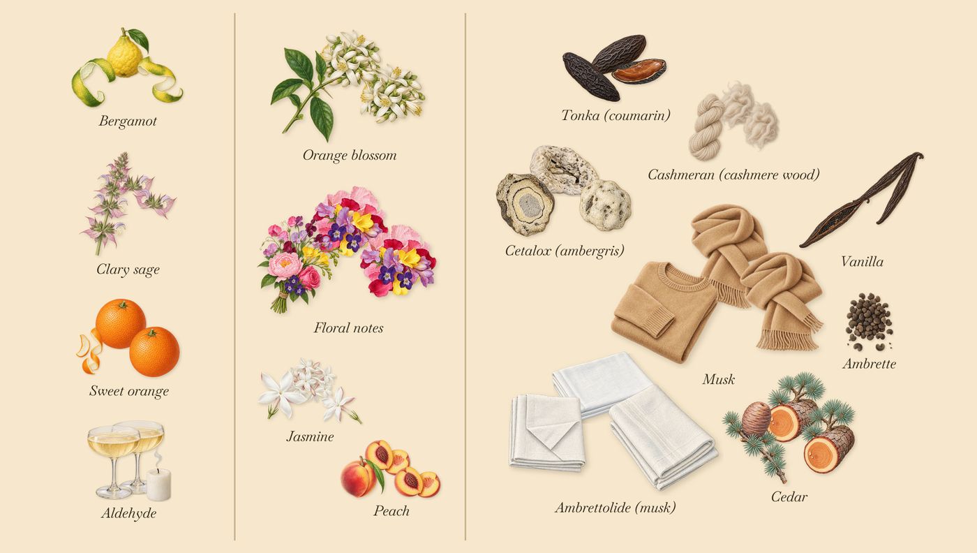 Flåm’s scent picture, a draft: bergamot, sweet orange, clary sage, floral notes, jasmine, cedar drawn so far; dashed outlines where nothing is drawn yet
