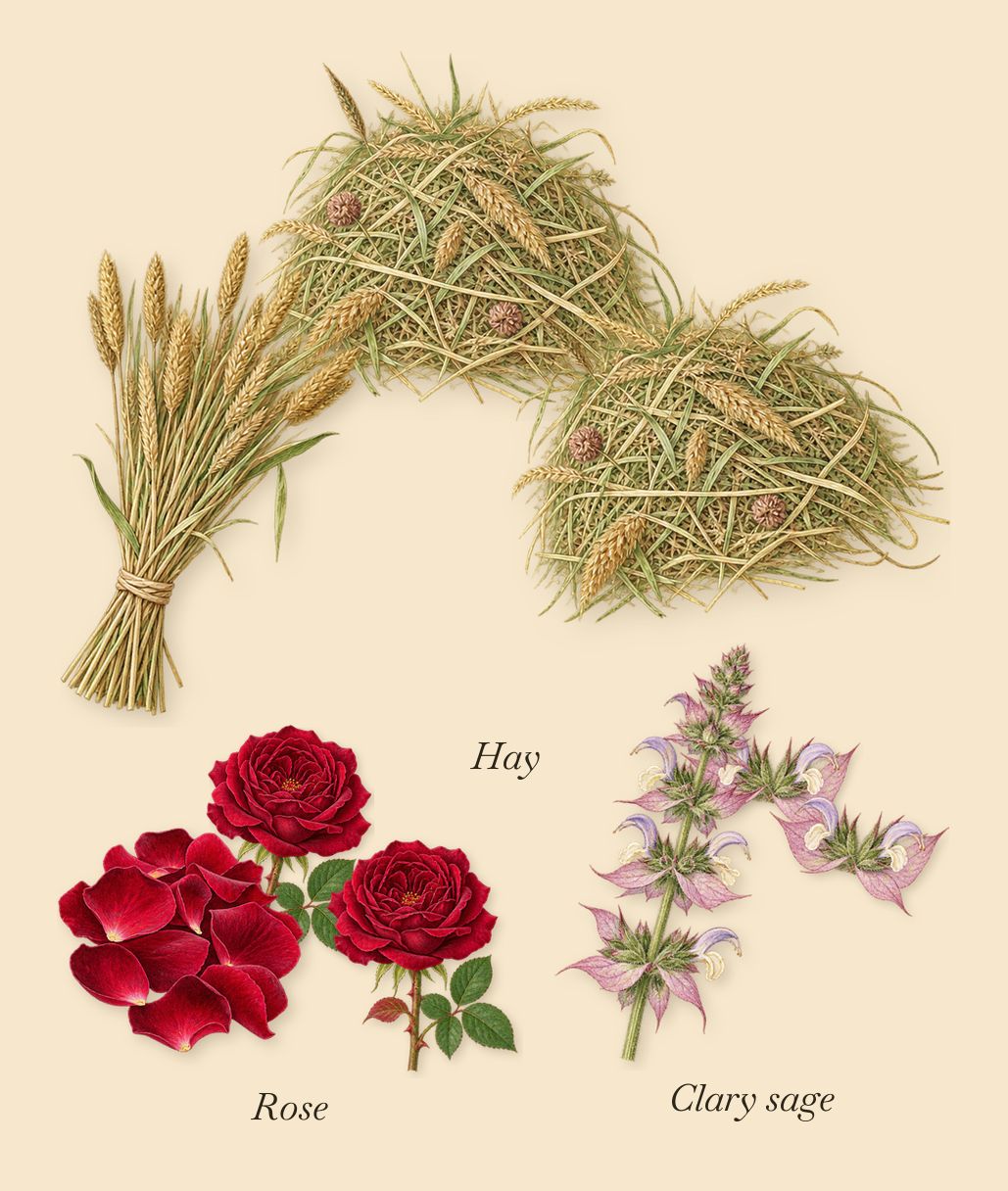 French Leather, as it settles: Rose, Clary sage, Hay