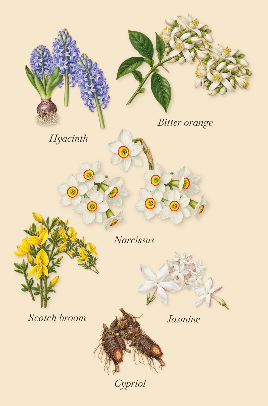Ilha Do Mel, as it settles: Cypriol, Jasmine, Narcissus, Scotch broom, Bitter orange, Hyacinth