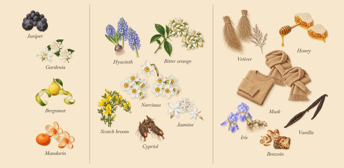 Ilha Do Mel’s scent picture, a draft: juniper, bergamot, gardenia, cypriol, jasmine, narcissus drawn so far; dashed outlines where nothing is drawn yet