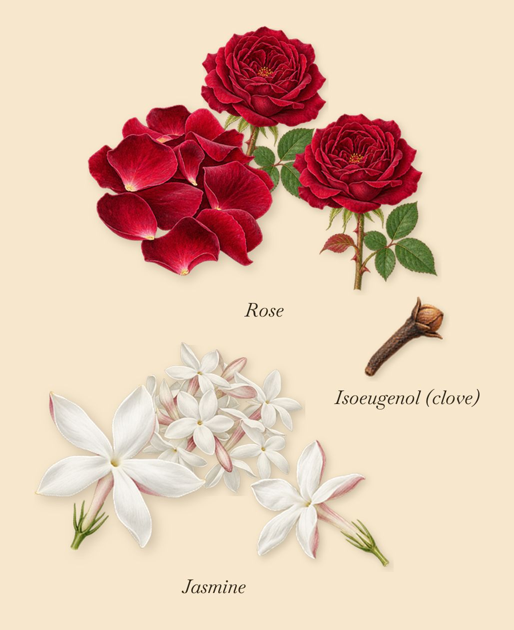 Indian Leather, as it settles: Rose, Jasmine, Isoeugenol (clove)