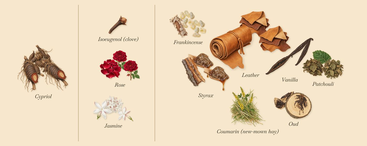 Indian Leather’s scent picture, a draft: cypriol, rose, jasmine, vanilla, patchouli, styrax drawn so far; dashed outlines where nothing is drawn yet