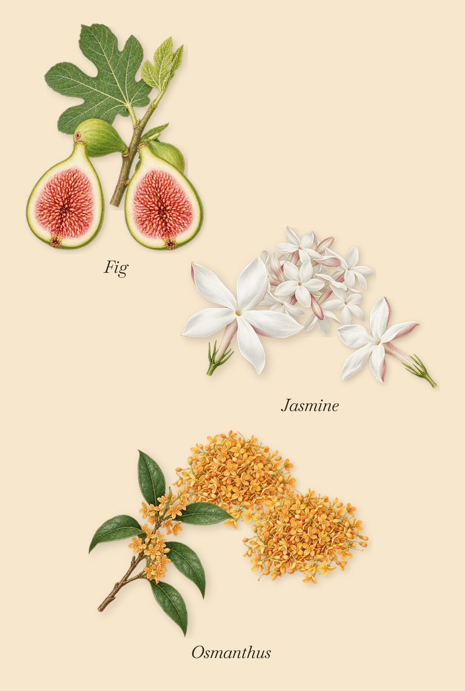 Inlé, as it settles: Osmanthus, Fig, Jasmine