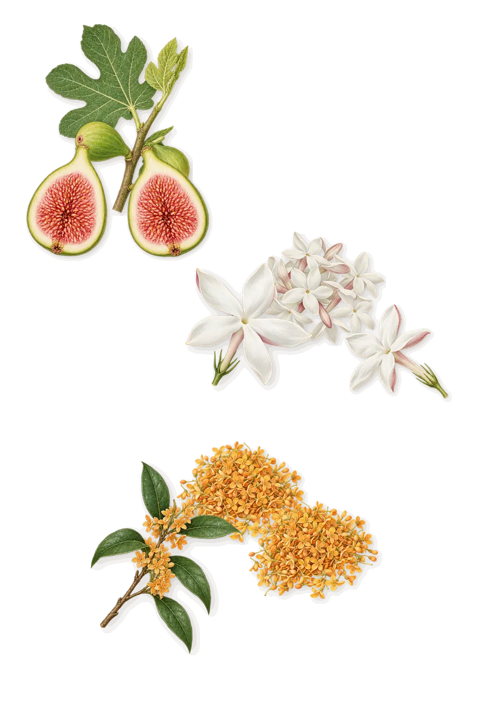 Inlé, as it settles: Osmanthus, Fig, Jasmine