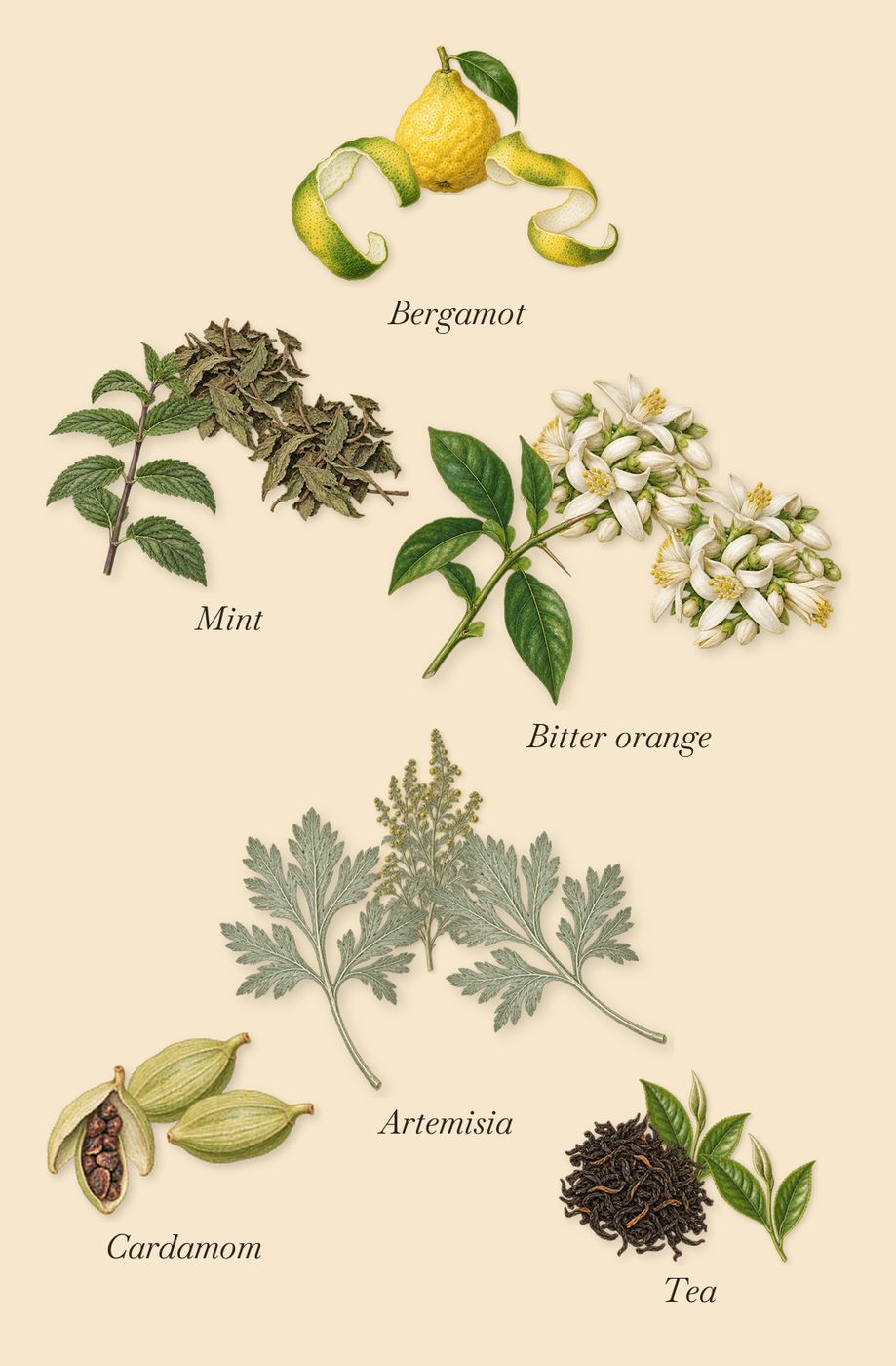 Inlé, when you spray it: Cardamom, Bergamot, Tea, Bitter orange, Mint, Artemisia