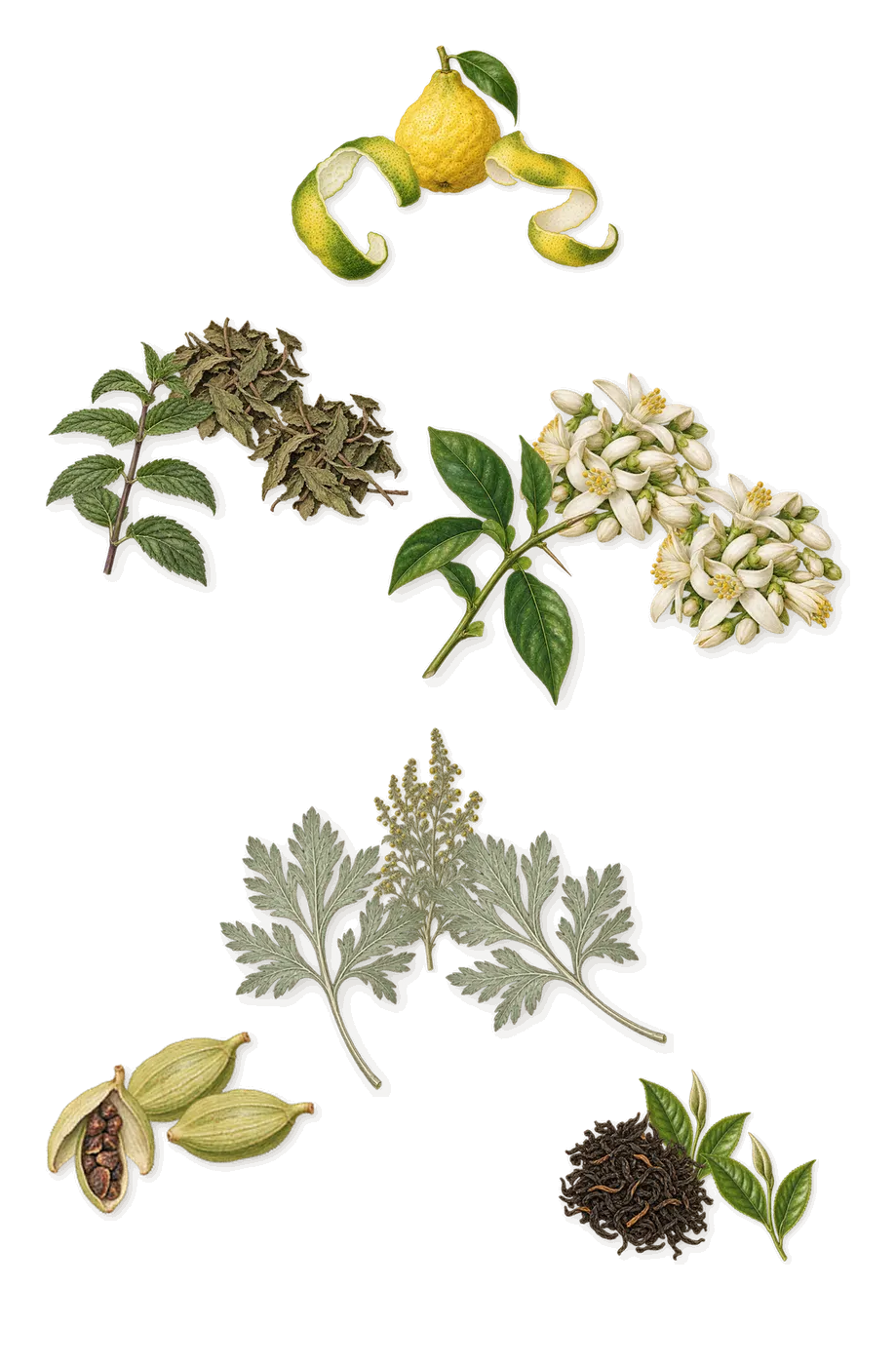 Inlé, when you spray it: Cardamom, Bergamot, Tea, Bitter orange, Mint, Artemisia