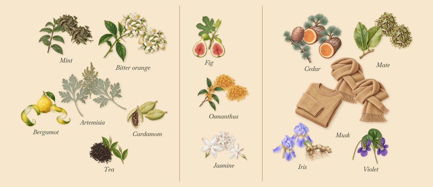 Inlé’s scent picture, a draft: cardamom, bergamot, tea, bitter orange, osmanthus, fig drawn so far; dashed outlines where nothing is drawn yet