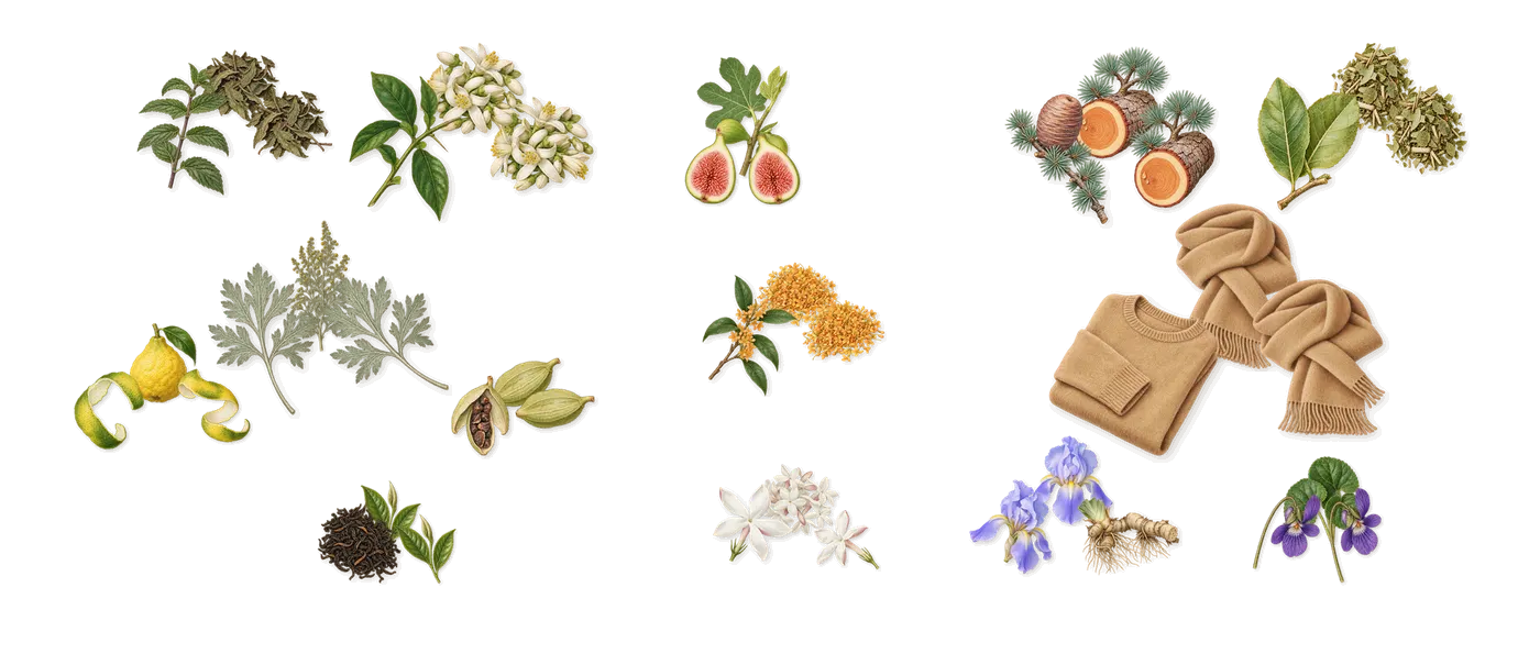 Inlé’s scent picture, a draft: cardamom, bergamot, tea, bitter orange, osmanthus, fig drawn so far; dashed outlines where nothing is drawn yet