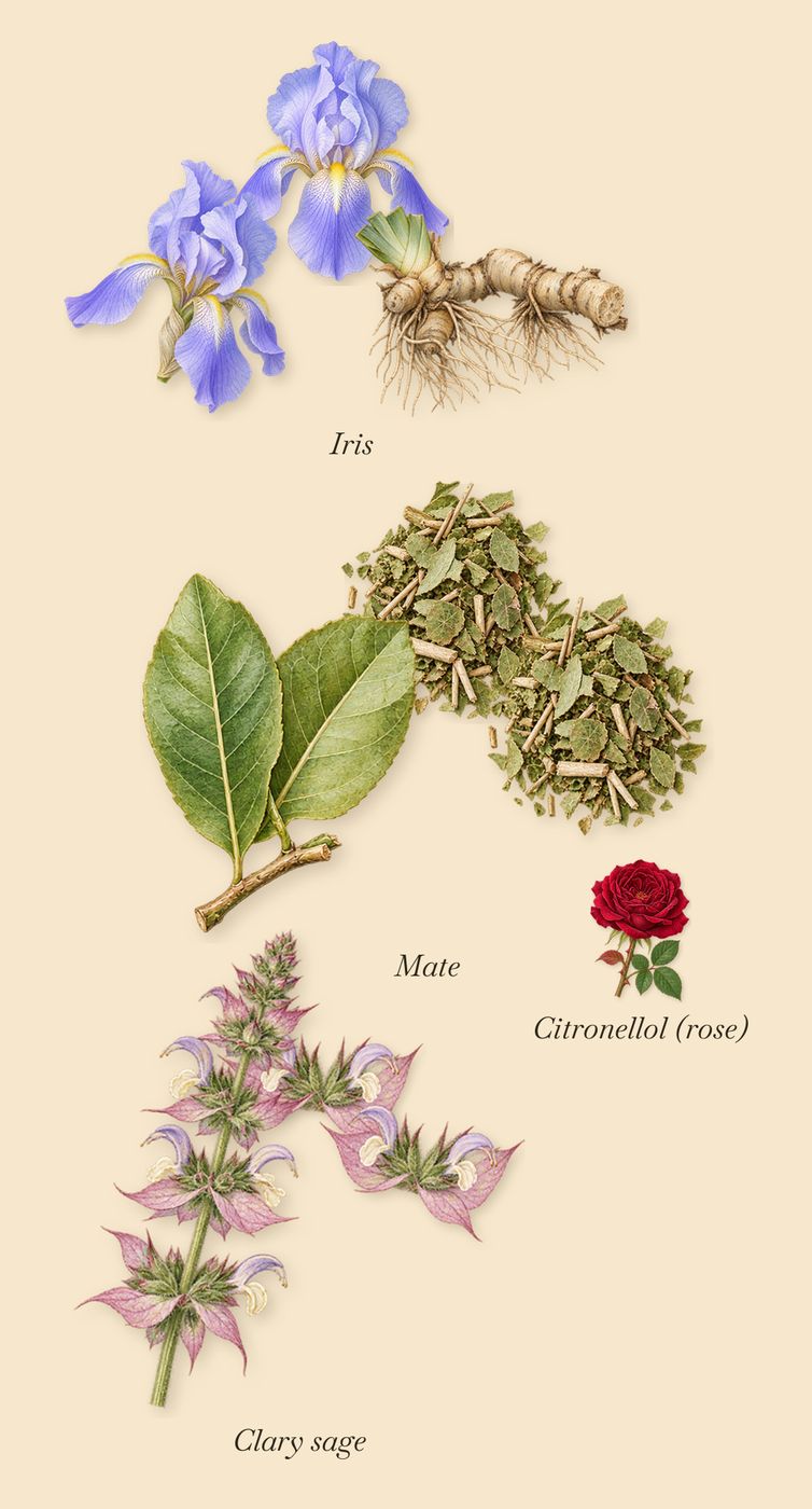 Irish Leather, as it settles: Iris, Clary sage, Mate, Citronellol (rose)