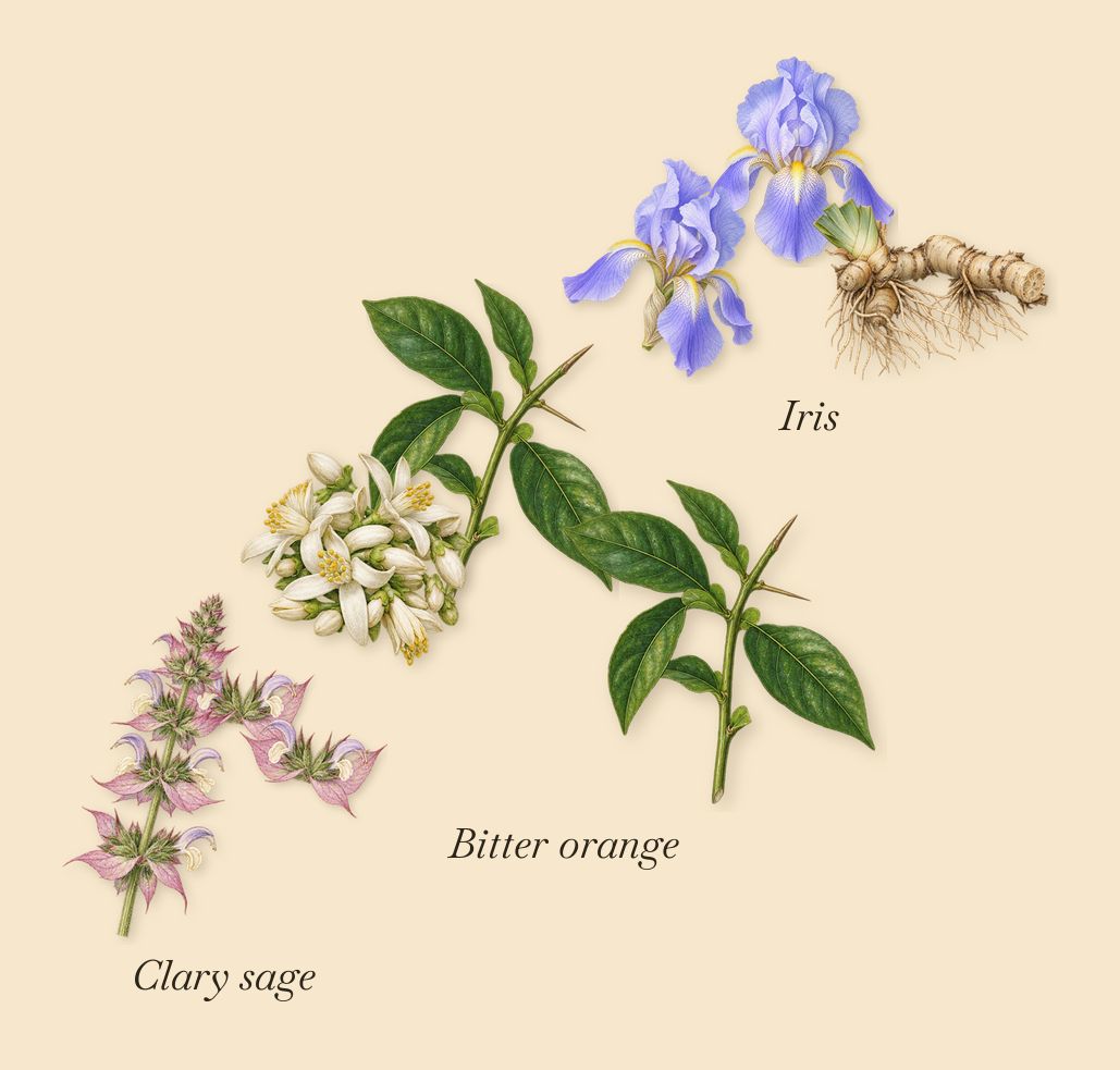 Italian Leather, as it settles: Iris, Bitter orange, Clary sage