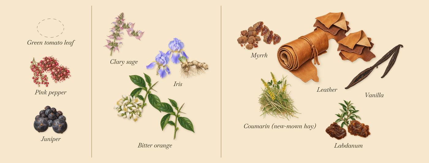 Italian Leather’s scent picture, a draft: juniper, pink pepper, iris, bitter orange, clary sage, labdanum drawn so far; dashed outlines where nothing is drawn yet