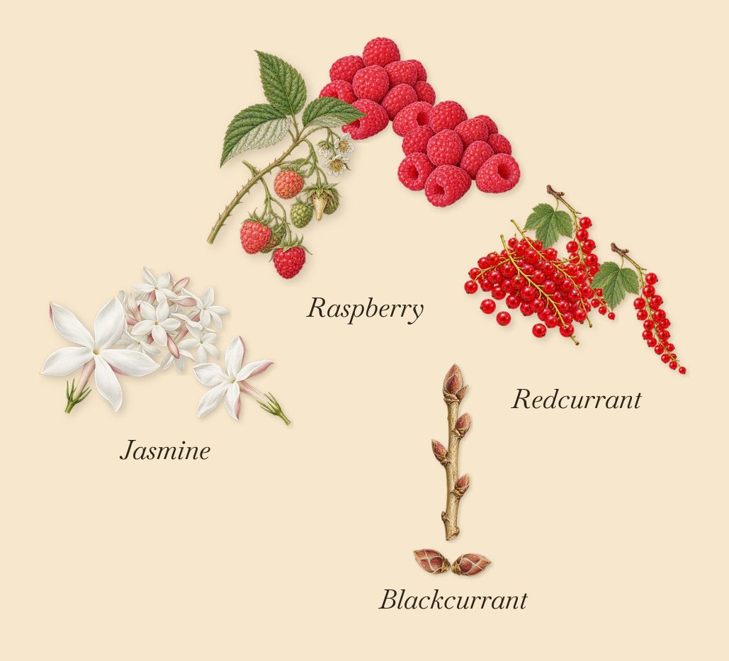 Ithaque, as it settles: Redcurrant, Blackcurrant, Jasmine, Raspberry