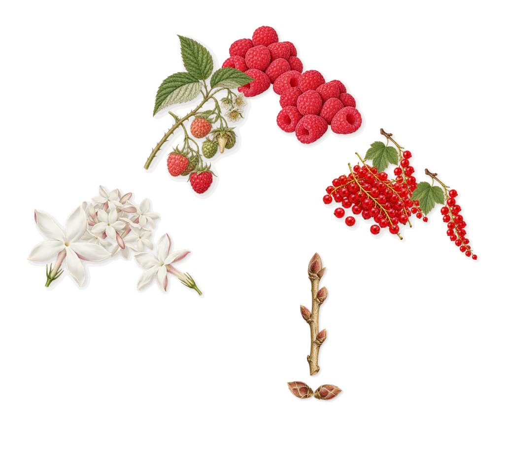 Ithaque, as it settles: Redcurrant, Blackcurrant, Jasmine, Raspberry