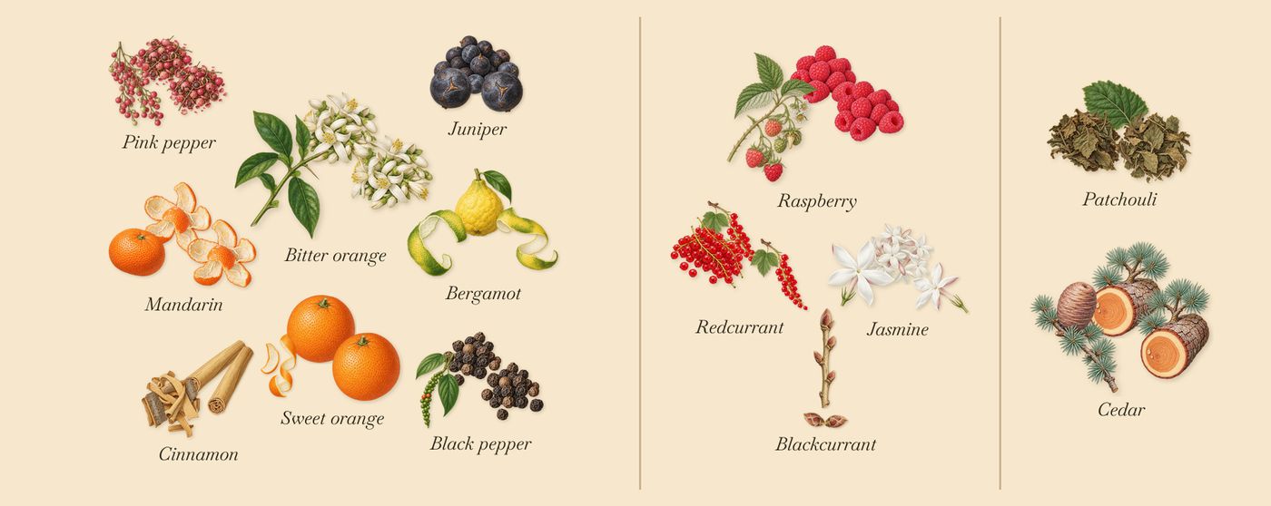 Ithaque’s scent picture, a draft: bergamot, sweet orange, black pepper, juniper, cinnamon, redcurrant drawn so far; dashed outlines where nothing is drawn yet