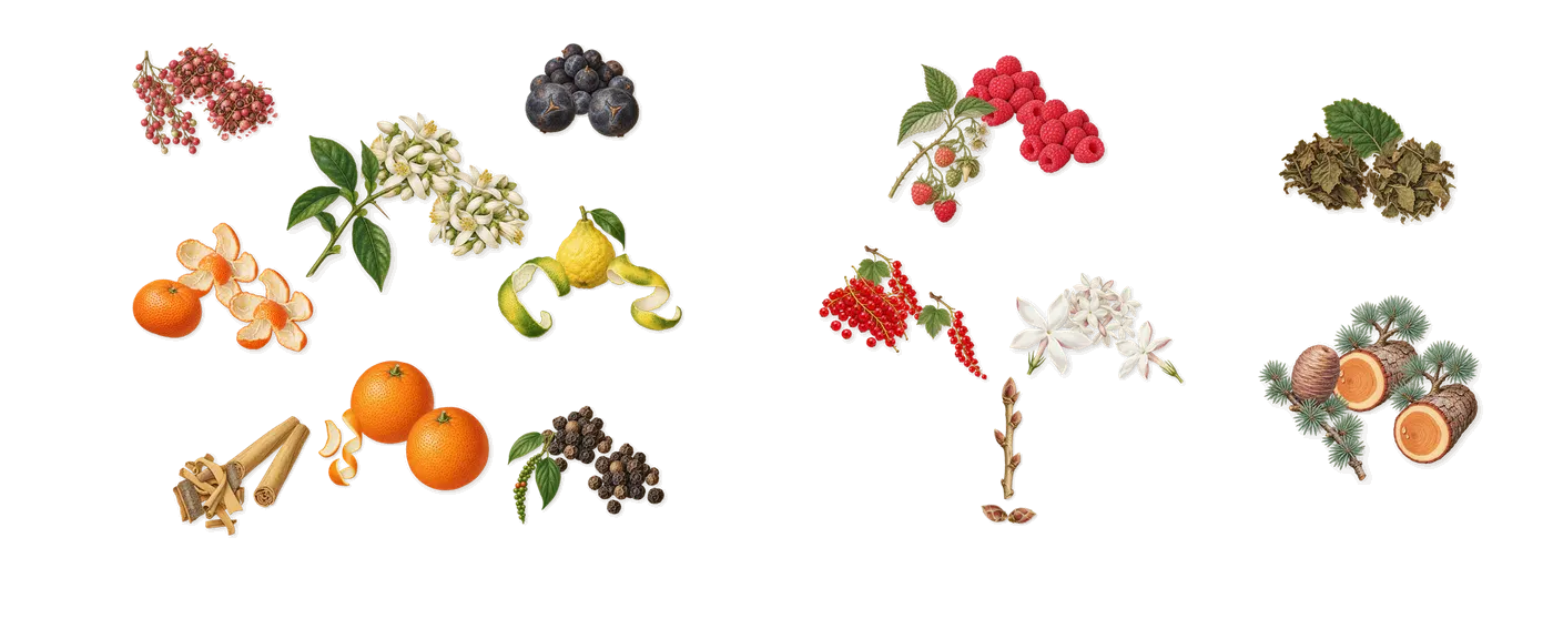 Ithaque’s scent picture, a draft: bergamot, sweet orange, black pepper, juniper, cinnamon, redcurrant drawn so far; dashed outlines where nothing is drawn yet