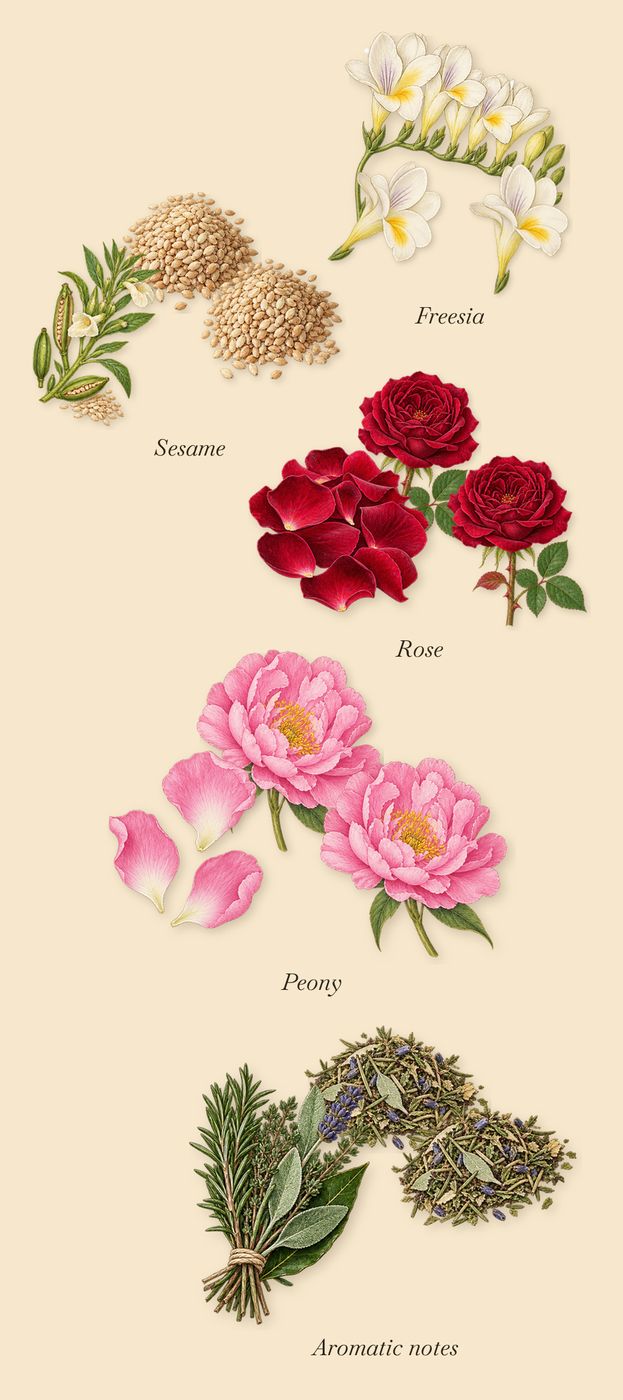 Kedu, as it settles: Aromatic notes, Sesame, Rose, Peony, Freesia