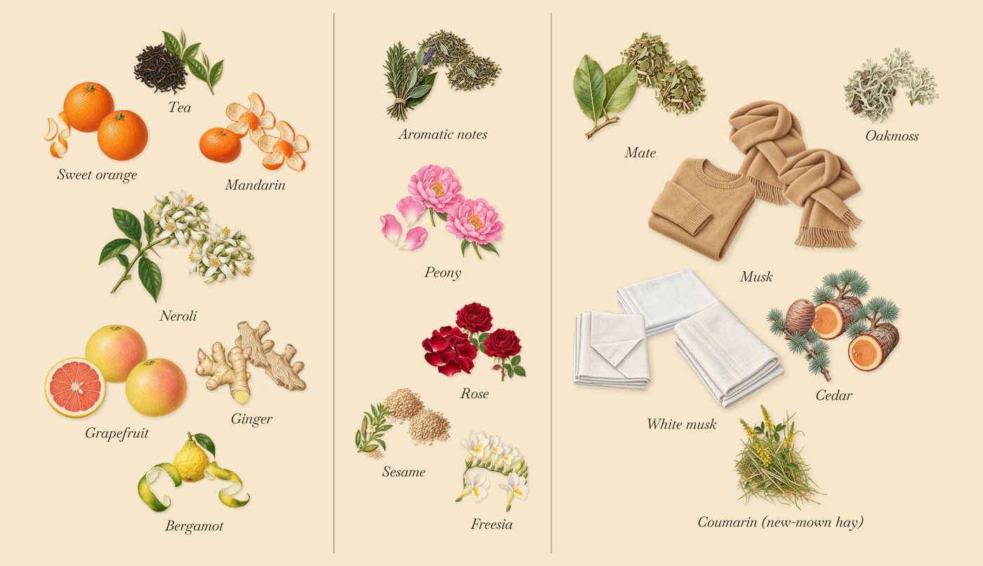 Kedu’s scent picture, a draft: sweet orange, mandarin, bergamot, grapefruit, tea, ginger drawn so far; dashed outlines where nothing is drawn yet