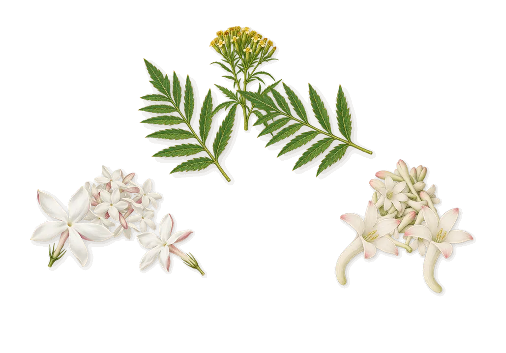 Madurai, as it settles: Jasmine, Tuberose, Marigold