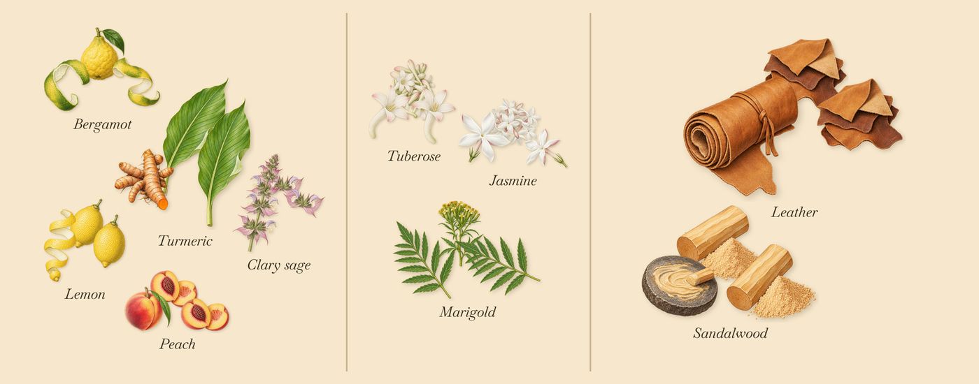Madurai’s scent picture, a draft: lemon, bergamot, turmeric, clary sage, peach, jasmine drawn so far; dashed outlines where nothing is drawn yet